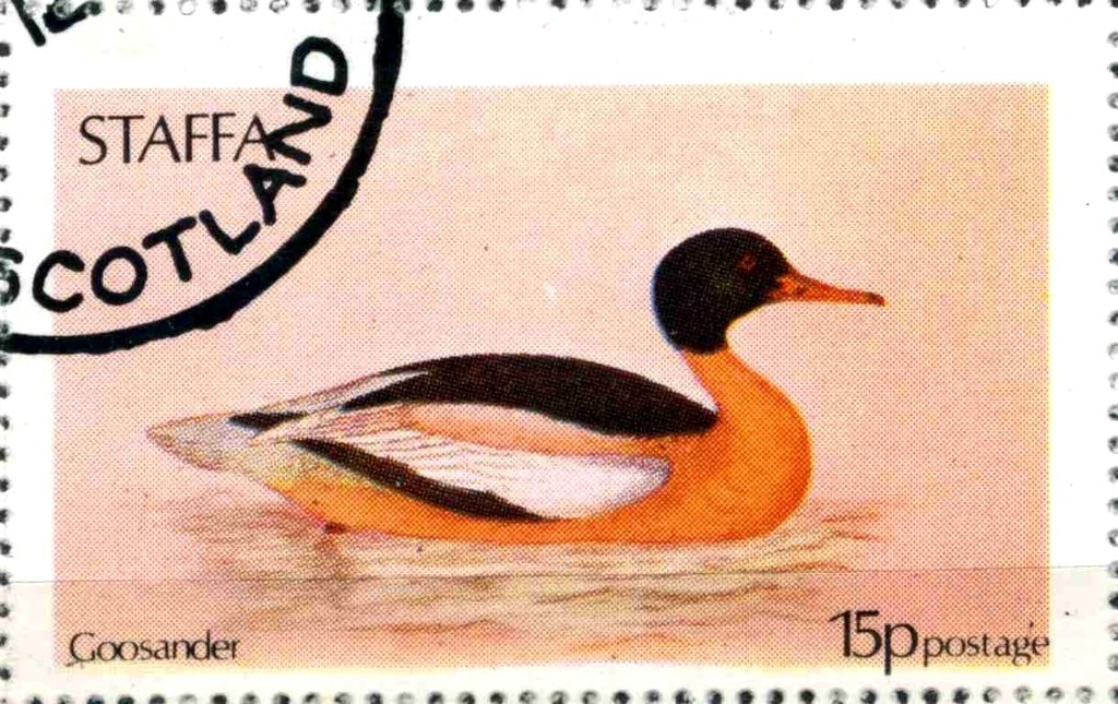 Goosander