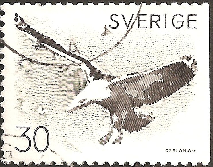 Great black backed gull