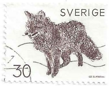 Red Fox (Vulpes vulpes)