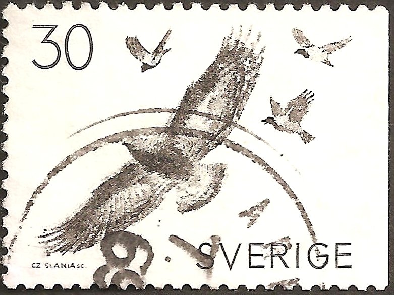 Golden eagle