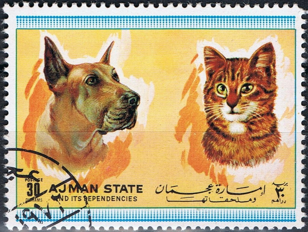 Dog and cat