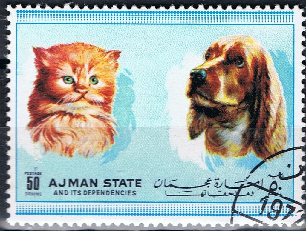 Cat and dog