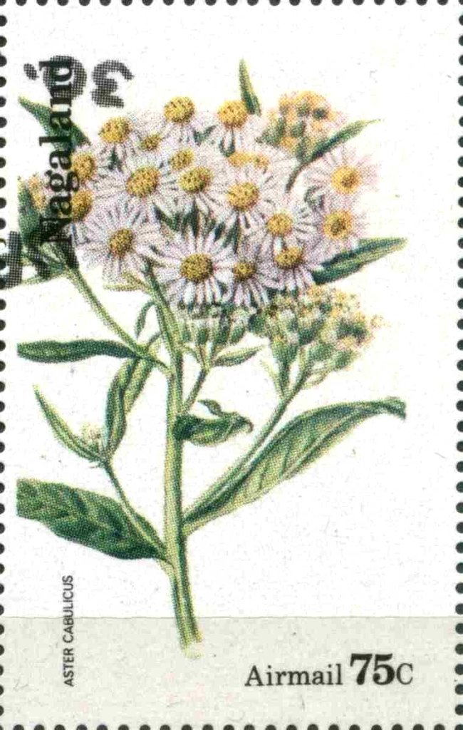 Aster cabulicus
