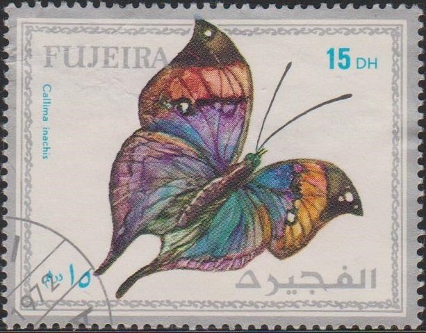 Kallima inachus