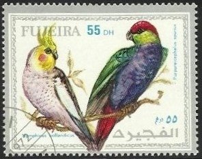 Cockatiel (Nymphicus hollandicus), Red-capped pParrot (Purpu