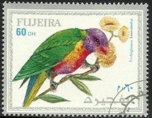 Rainbow Lorikeet (Trichoglossus moluccanus)