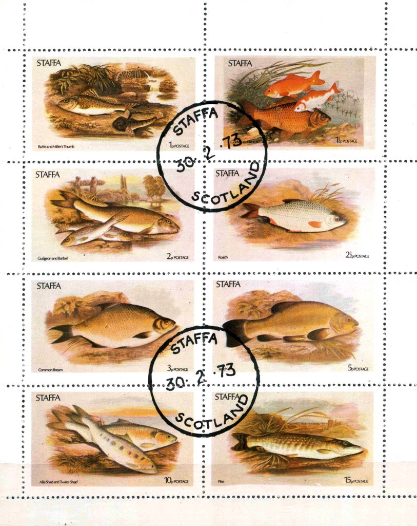 Fish