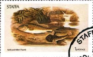 Stamp, Ruffe and Miller's Thumb, Cinderellas,  , Fishes