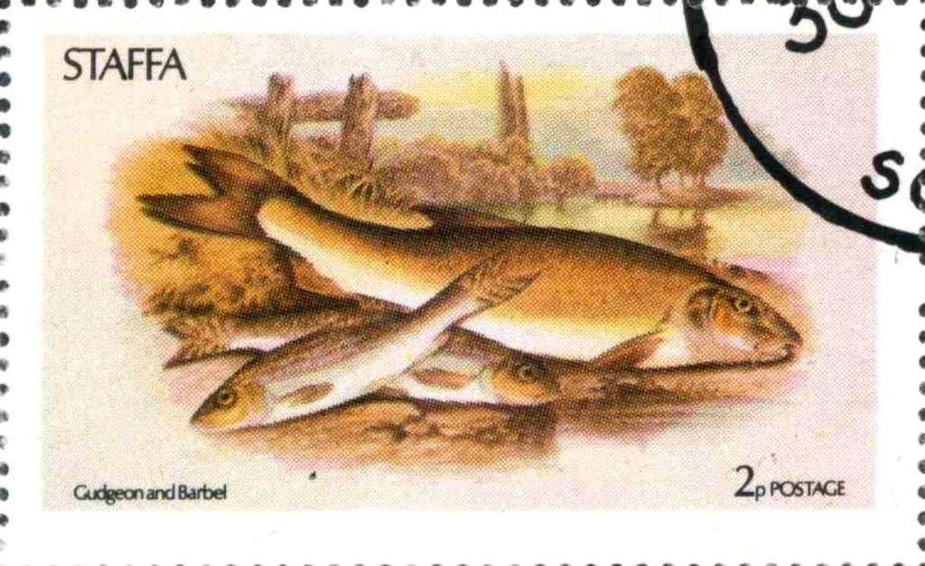 Gudgeon and Barbel