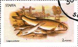 Stamp, Gudgeon and Barbel, Cinderellas,  , Animals (Fauna), Fishes