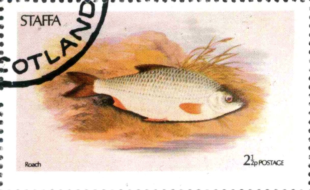 Roach
