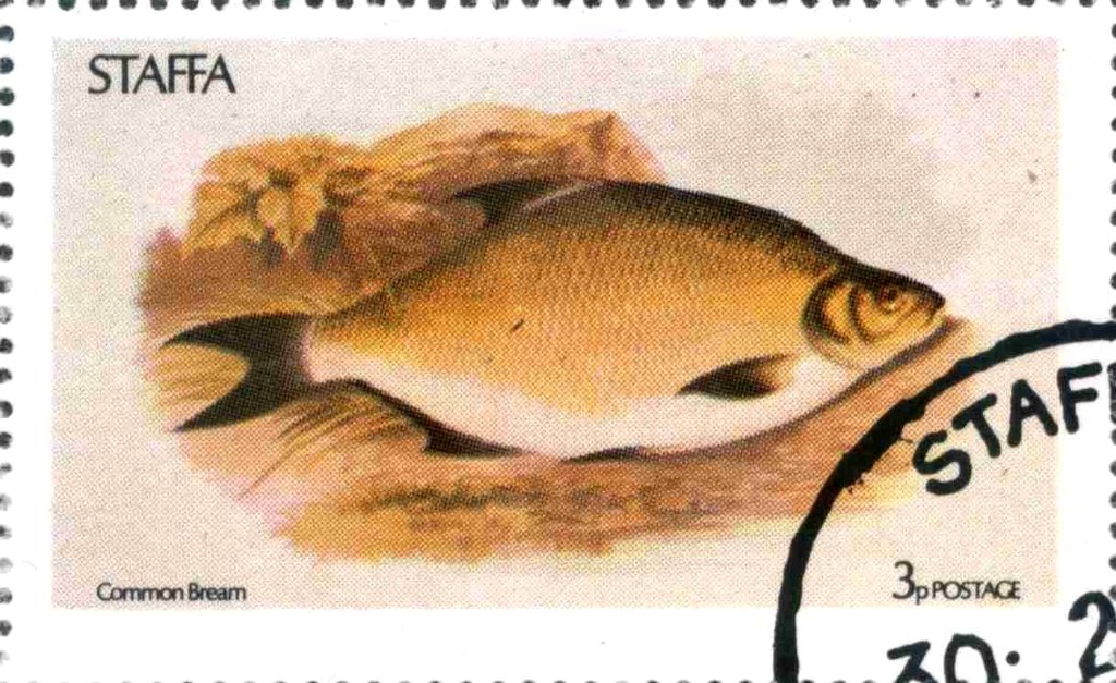 Commom Bream