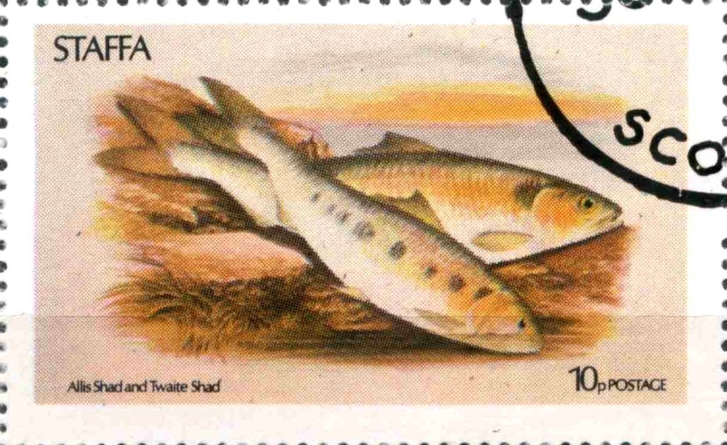 Allis Shad and Twaite Shad