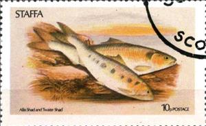 Stamp, Allis Shad and Twaite Shad, Cinderellas,  , Animals (Fauna), Fishes