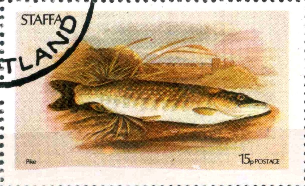 Pike