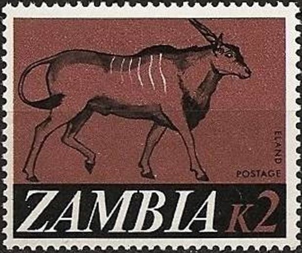 Common Eland (Taurotragus oryx)