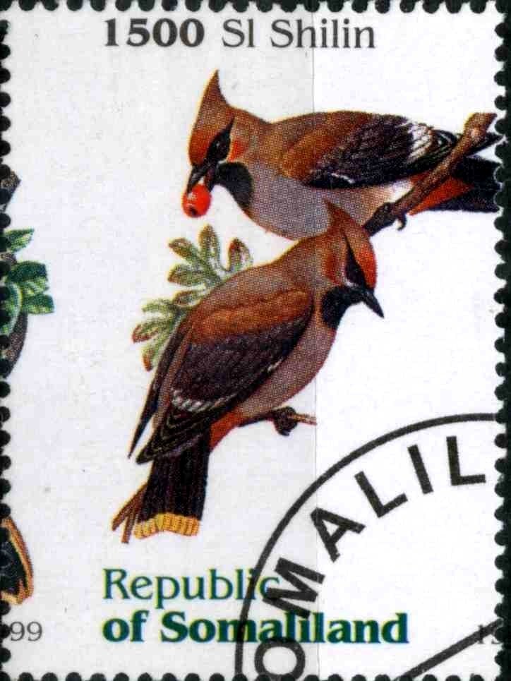 Bird
