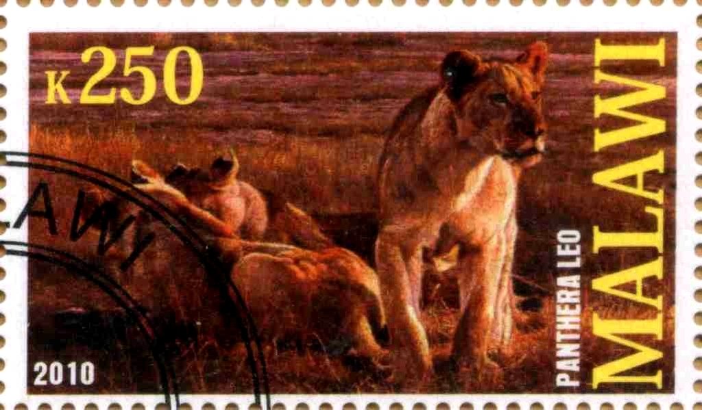 Panthera leo