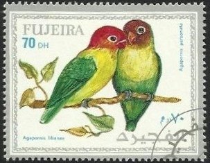Nyasa Lovebird (Agapornis lilianae)