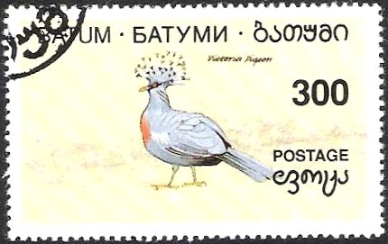 Bird