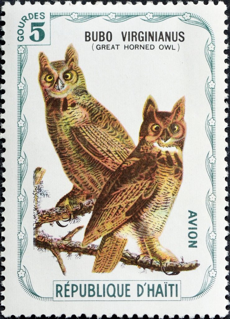 Great Horned Owl (Bubo virginianus)