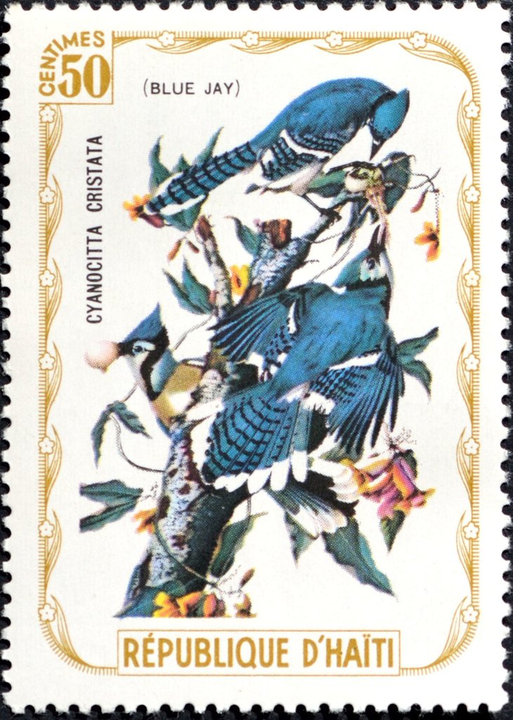 Blue Jay (Cyanocitta cristata)