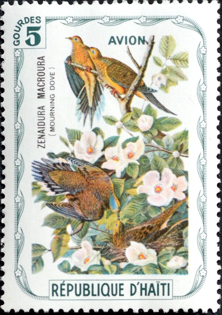 Mourning Dove (Zenaida macroura)