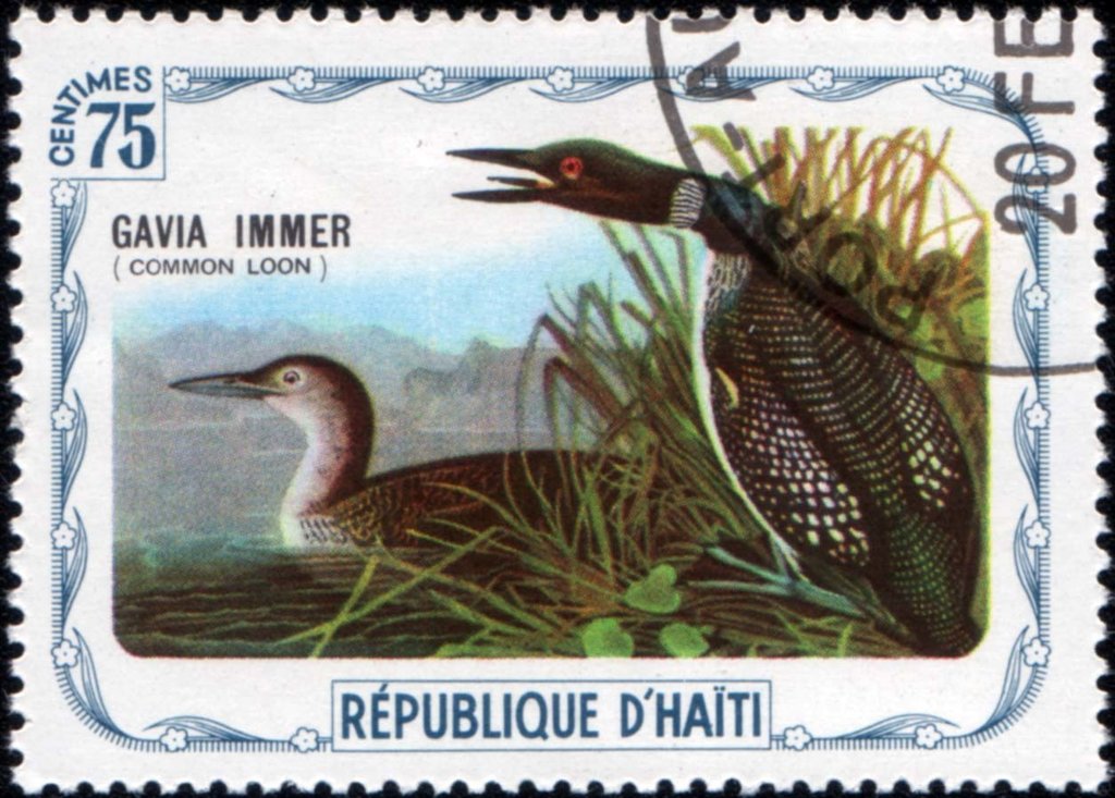 Common Loon (Gavia immer)