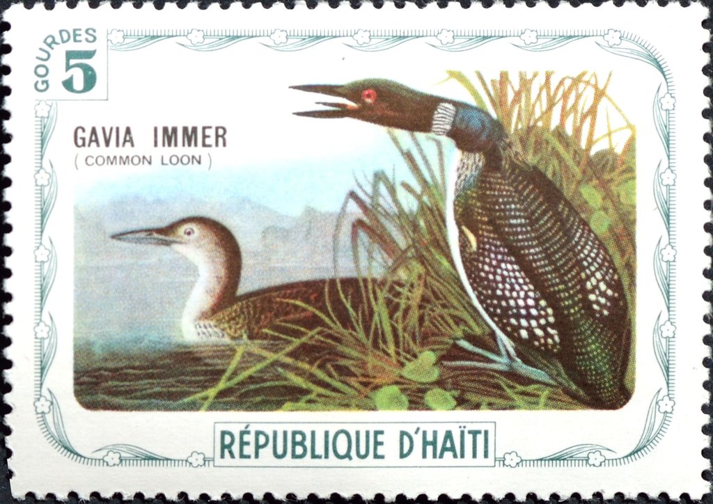 Common Loon (Gavia immer)