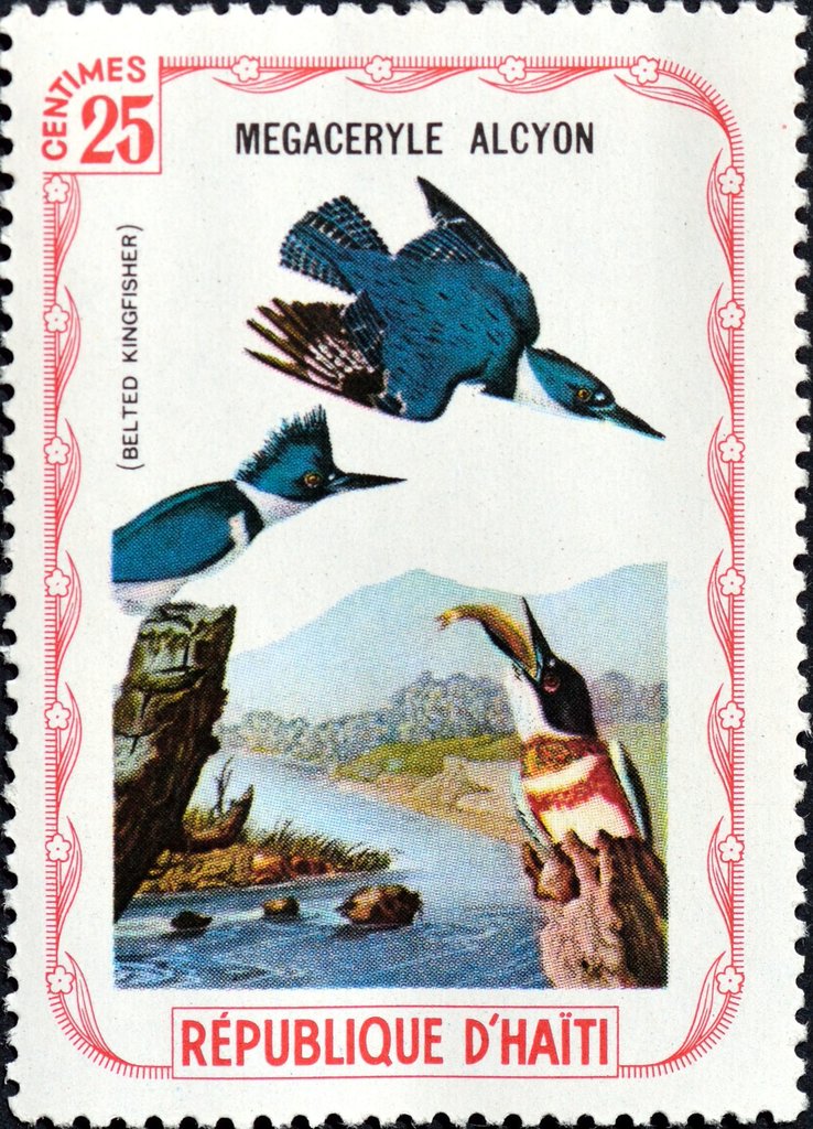 Belted Kingfisher (Megaceryle alcyon)