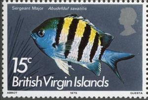 Stamp, Sergeant Major (Abudefduf saxatilis), British Virgin Islands,  , Fishes