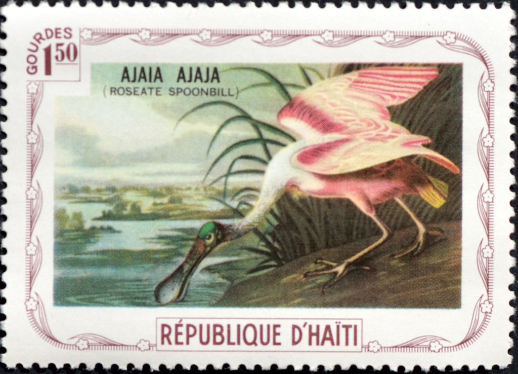 Roseate Spoonbill (Platalea ajaja)