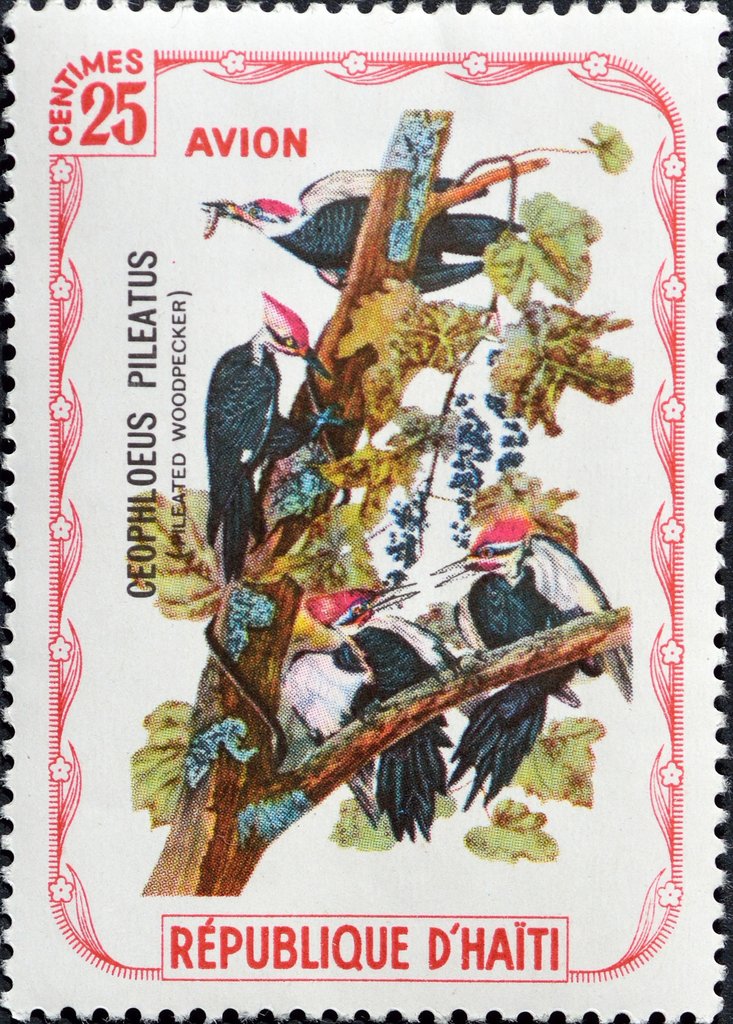Pileated Woodpecker (Dryocopus pileatus)