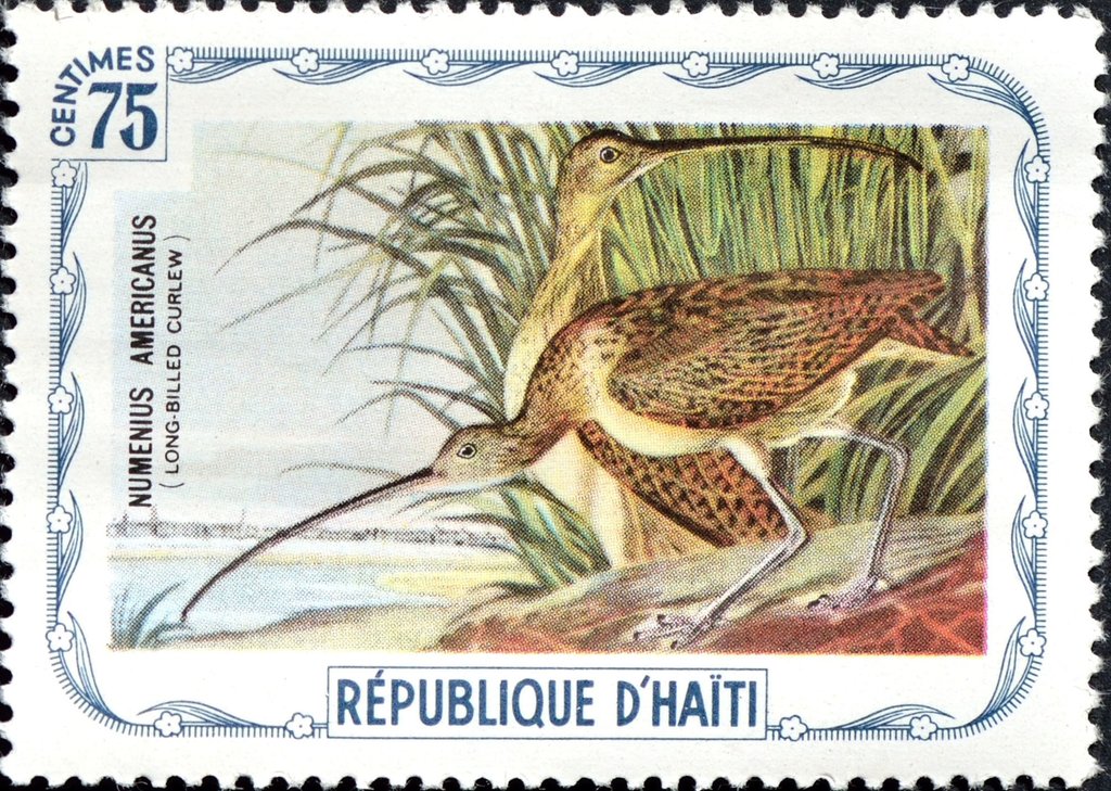 Long-billed Curlew (Numenius americanus)