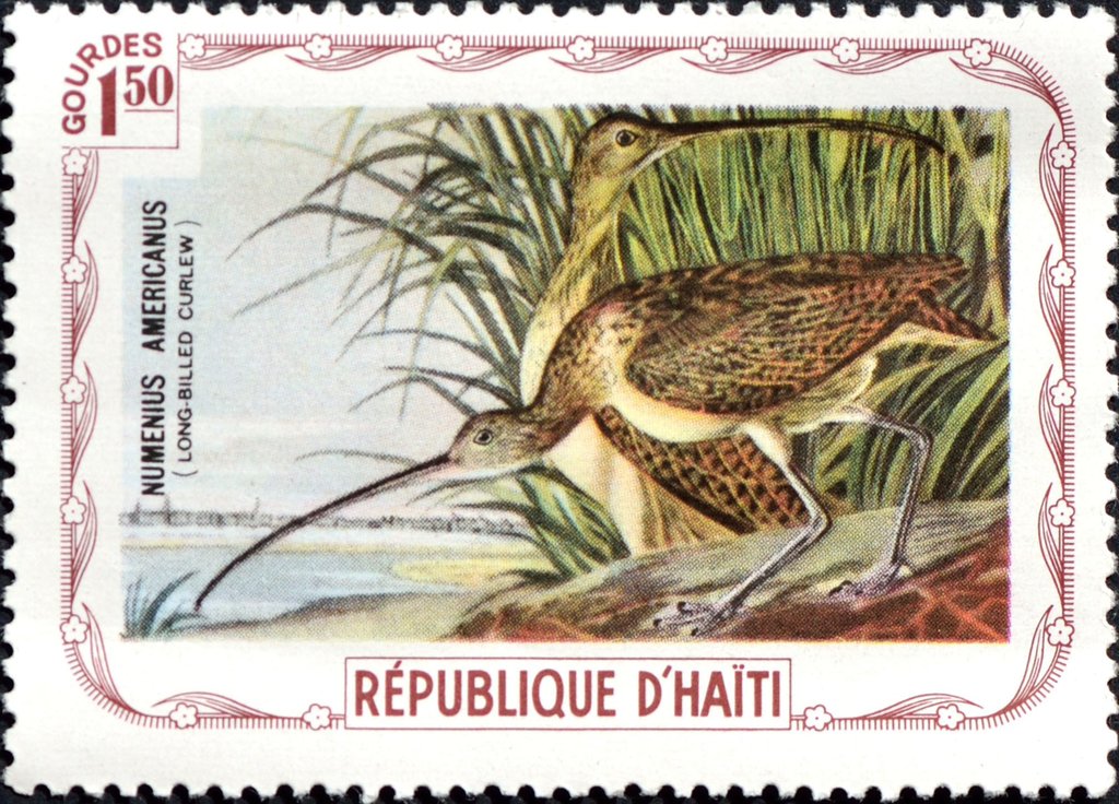 Long-billed Curlew (Numenius americanus)