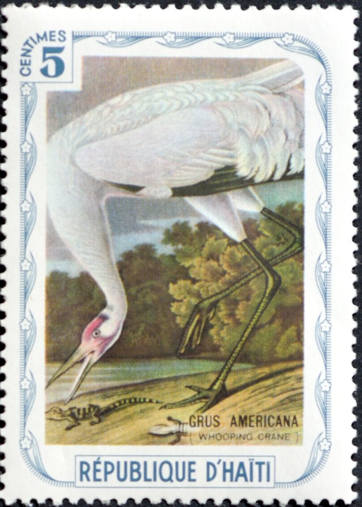 Whooping Crane (Grus americana)