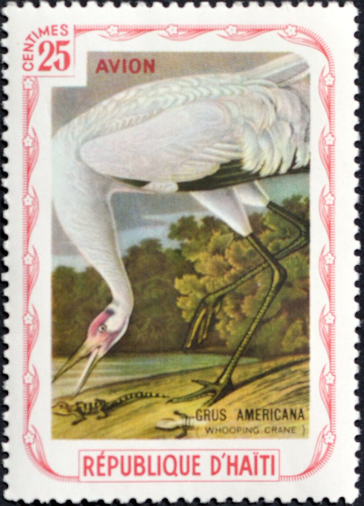 Whooping Crane (Grus americana)