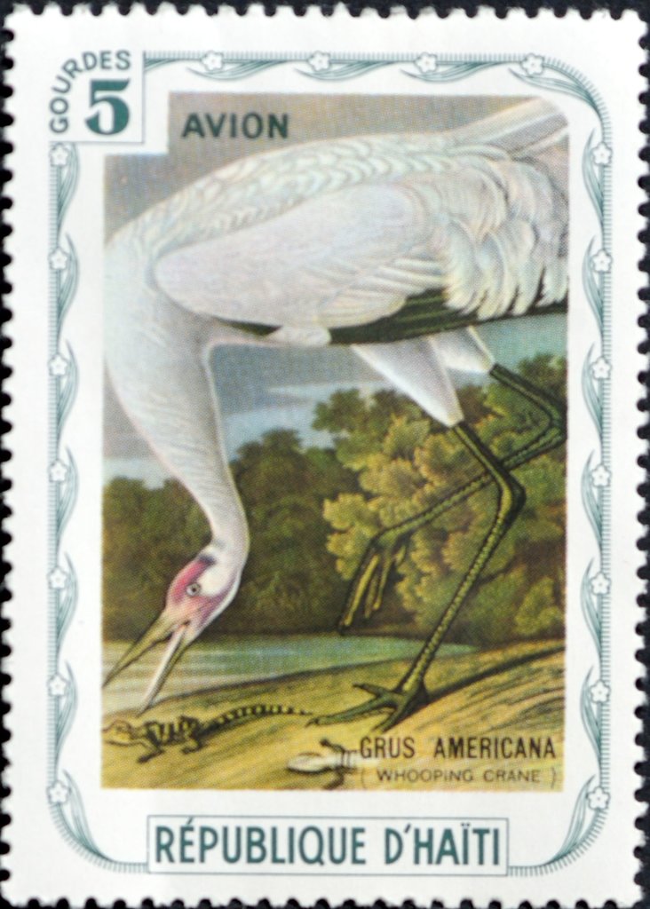 Whooping Crane (Grus americana)
