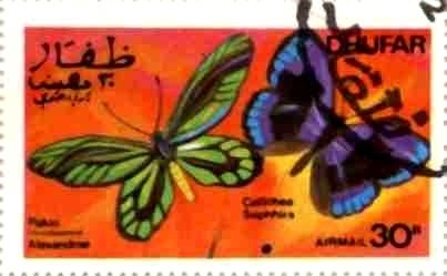 Butterflies