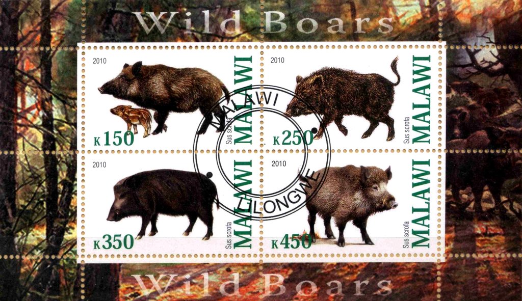 Wild Boars