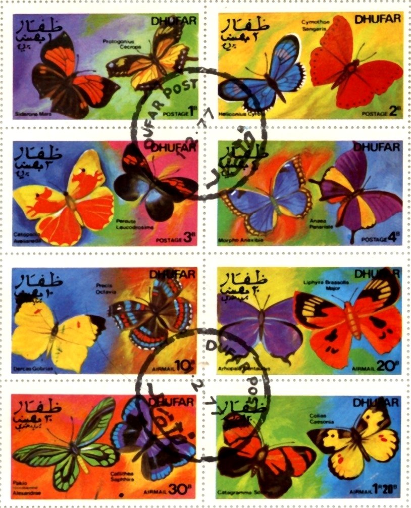 Butterflies