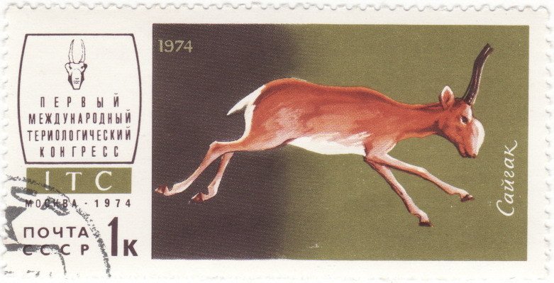 Saiga Antelope (Saiga tatarica) 