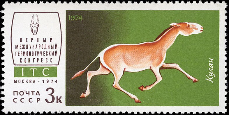 Turkmenian Kulan (Equus hemionus kulan)