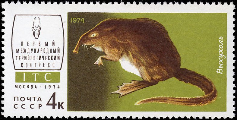 Russian Desman (Desmana moschata) 