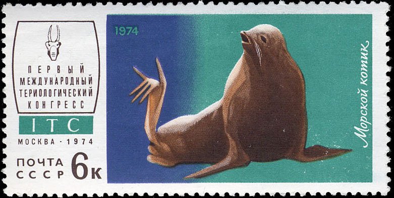 Northern Fur Seal (Callorhinus ursinus)