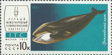 Bowhead Whale (Balaena mysticetus)