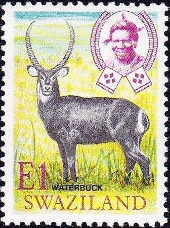 Waterbuck (Kobus ellipsiprymnus)