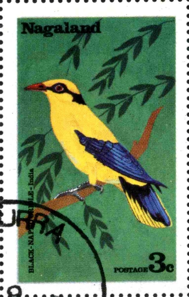 Bird