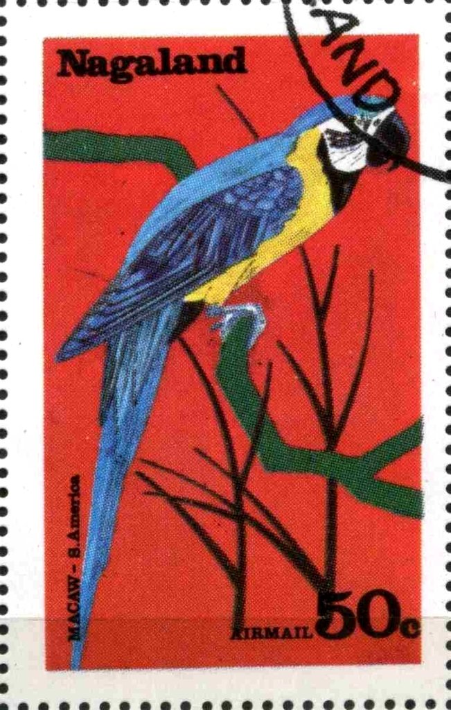 Macaw