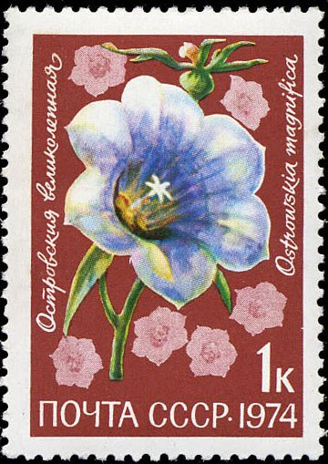 Ostrowskia magnifica